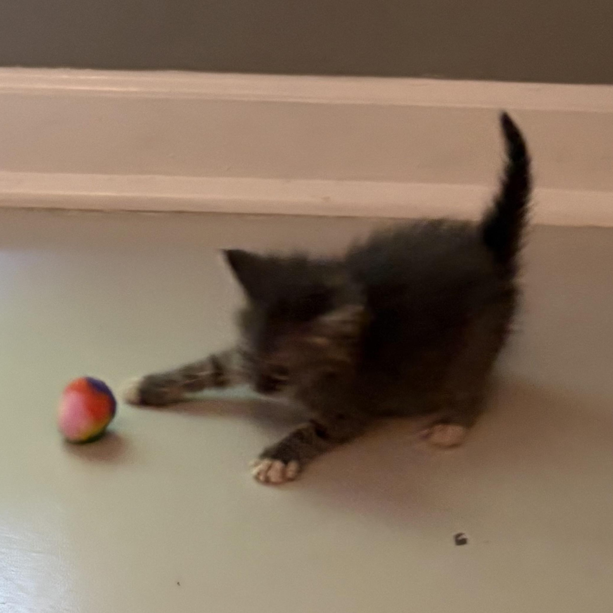 Enlarge Katt, an adopted Domestic Medium Hair in Hickory, NC image 6/6