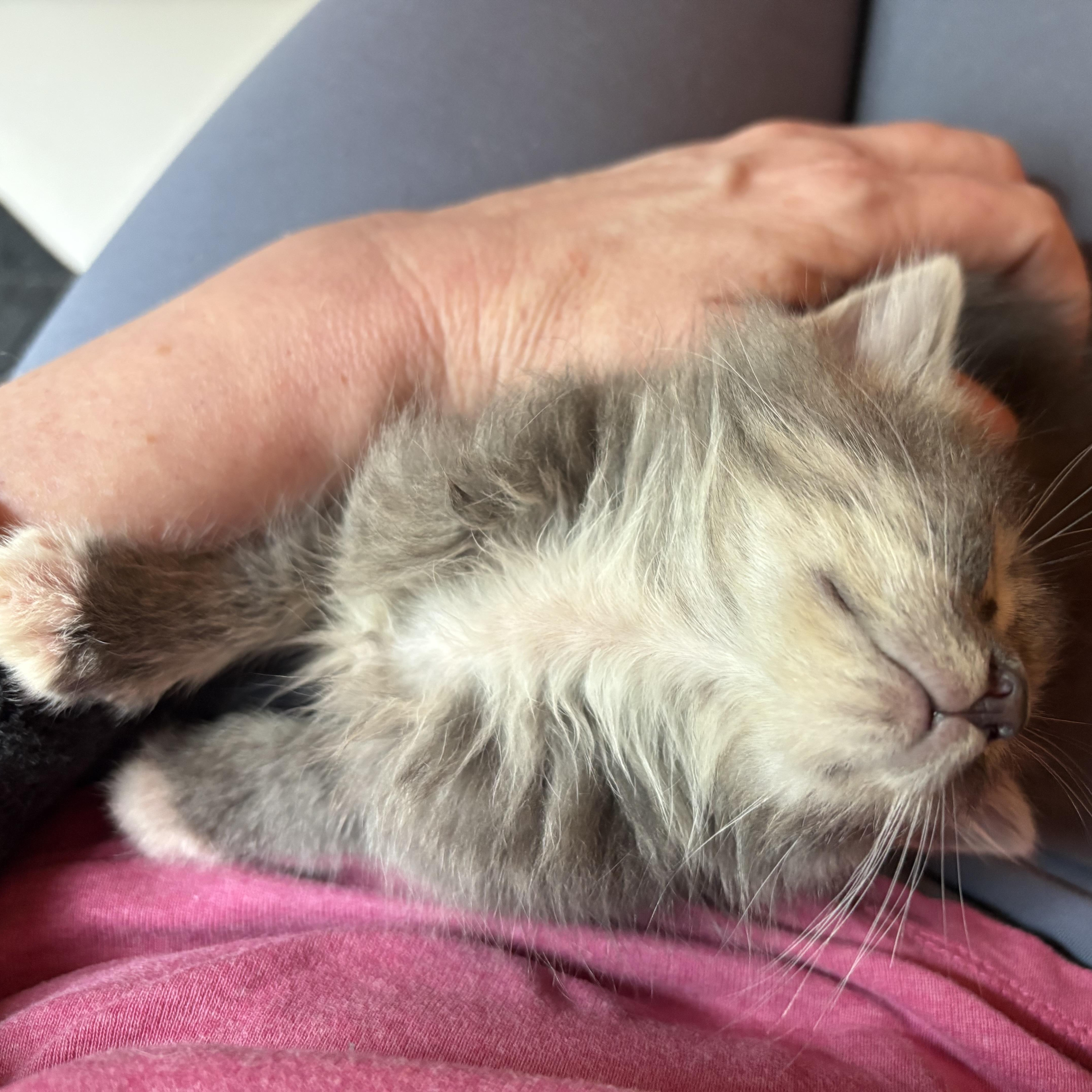 Enlarge Katt, an adopted Domestic Medium Hair in Hickory, NC image 3/6