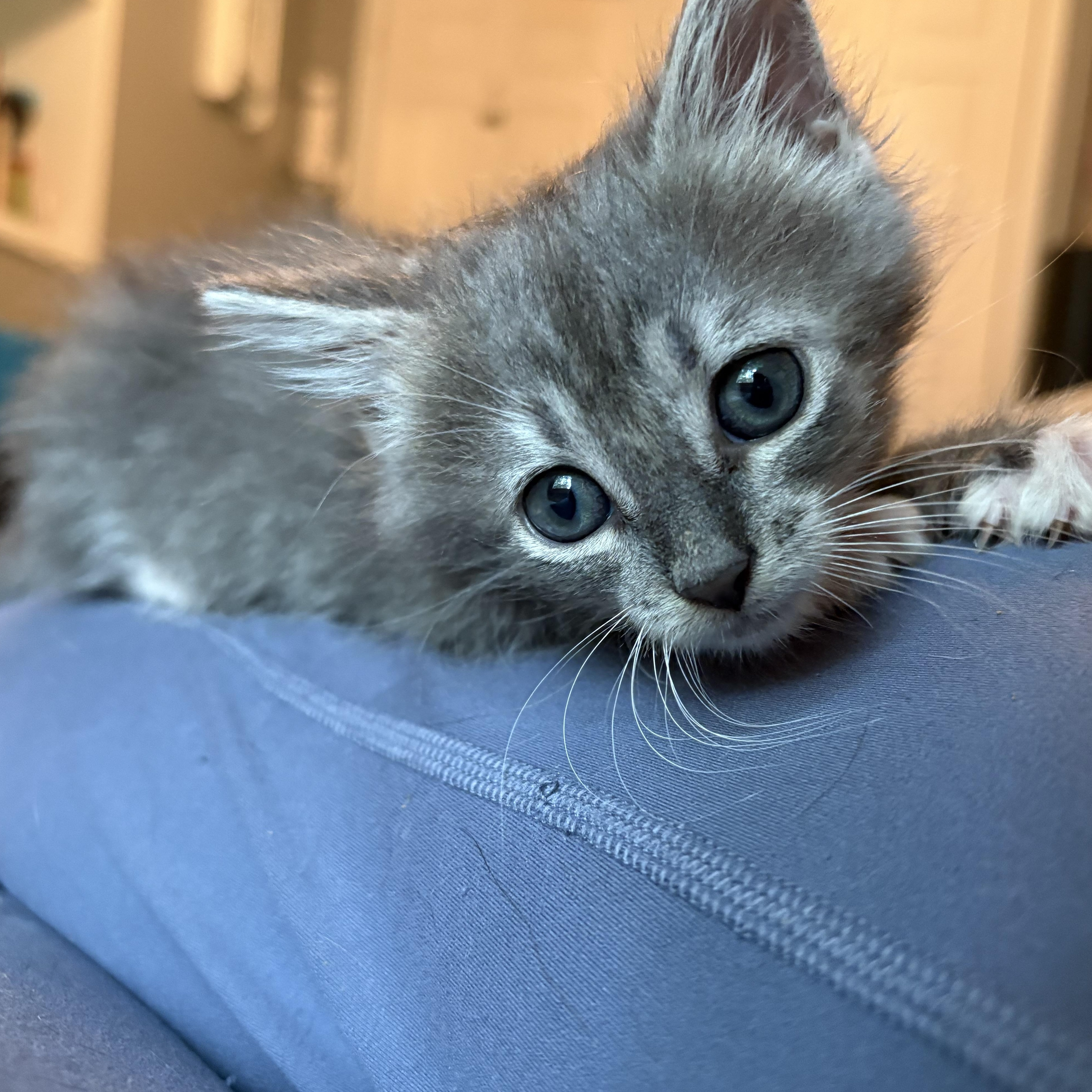 Enlarge Katt, an adopted Domestic Medium Hair in Hickory, NC image 4/6