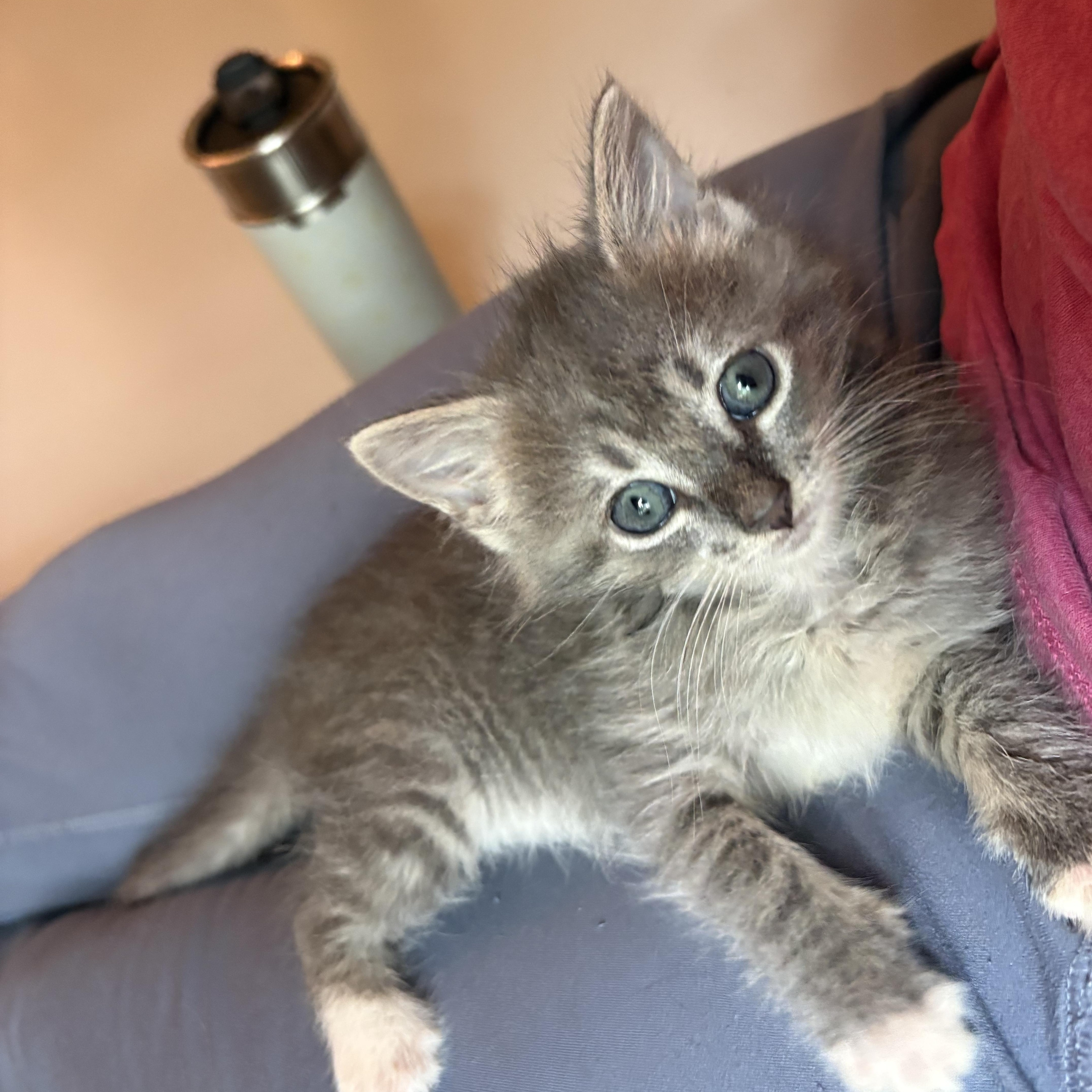 Katt, adopted, Kitten Female Domestic Medium Hair.