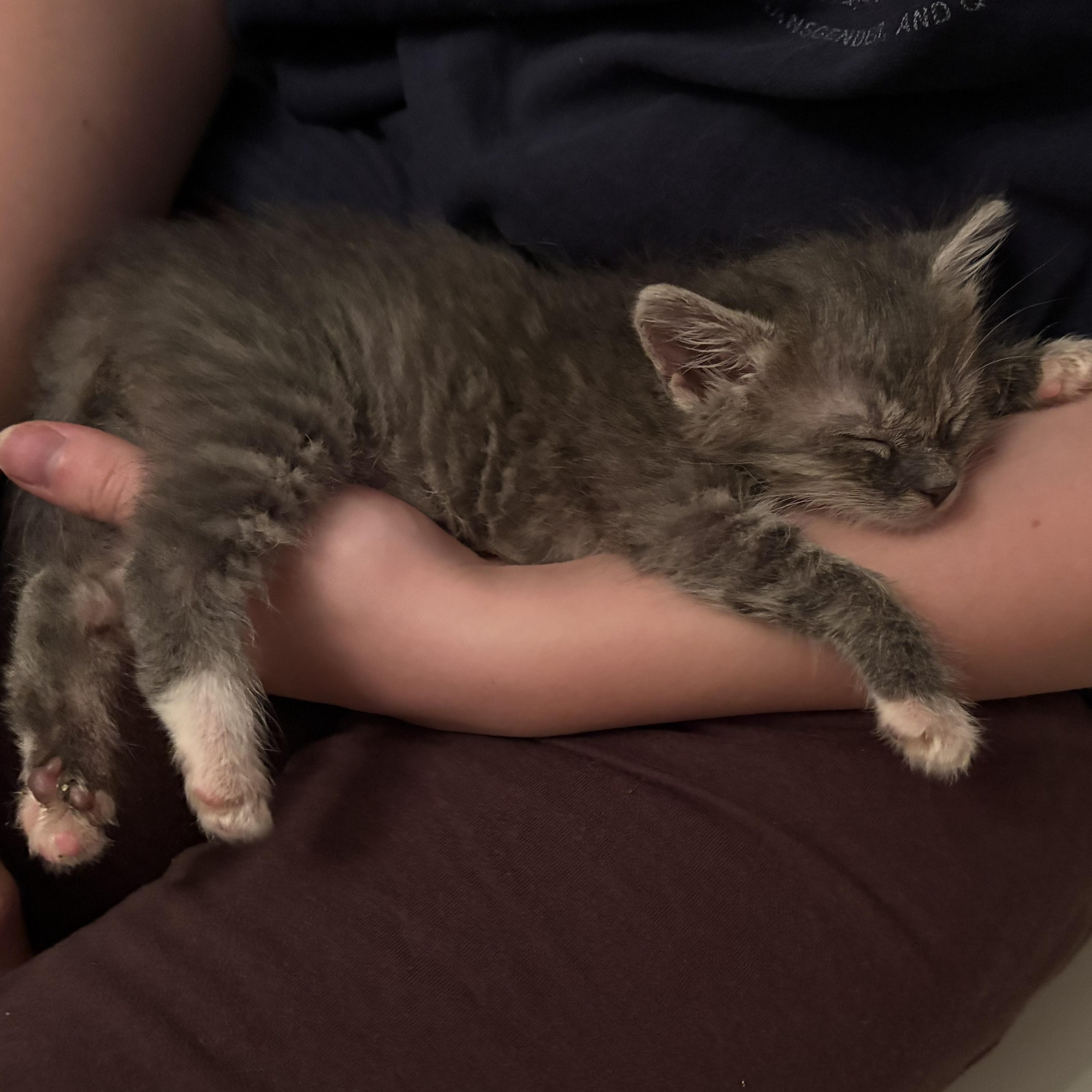 Enlarge Katt, an adopted Domestic Medium Hair in Hickory, NC image 2/6