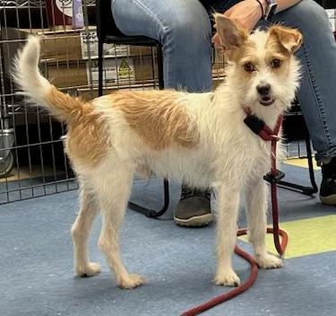 Enlarge Spanky, a Adopted mixed breed in Chapel Hill, NC image 1/3