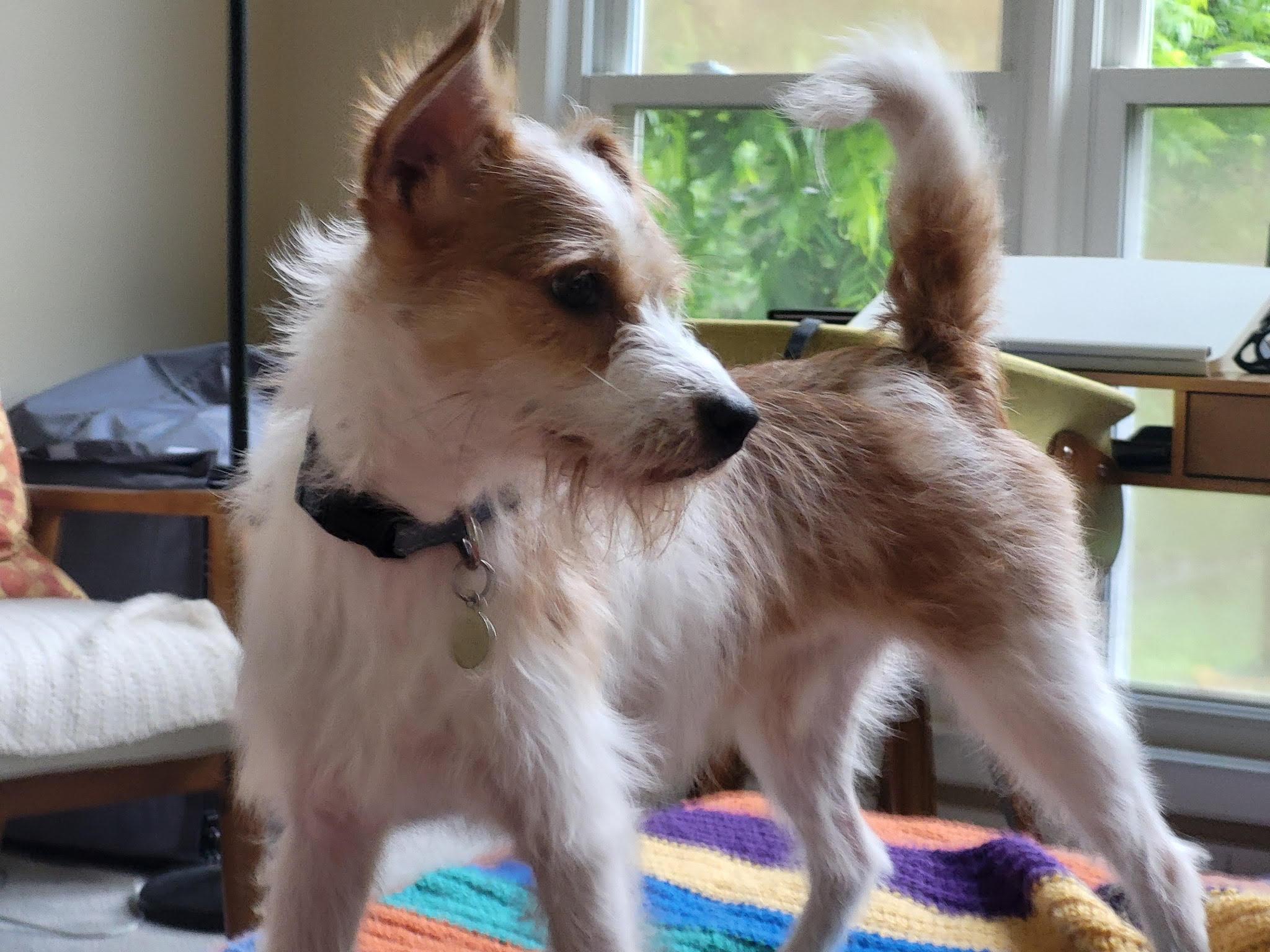 Enlarge Spanky, a Adopted mixed breed in Chapel Hill, NC image 2/3