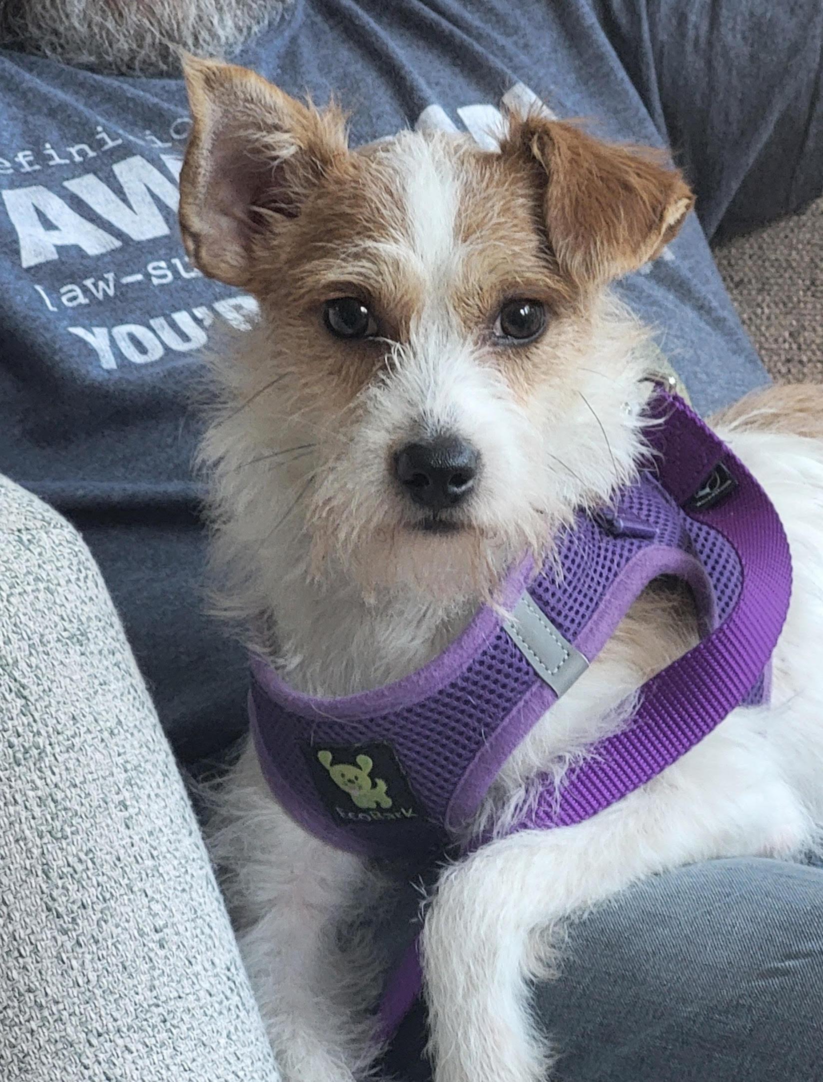 Enlarge Spanky, a Adopted mixed breed in Chapel Hill, NC image 3/3