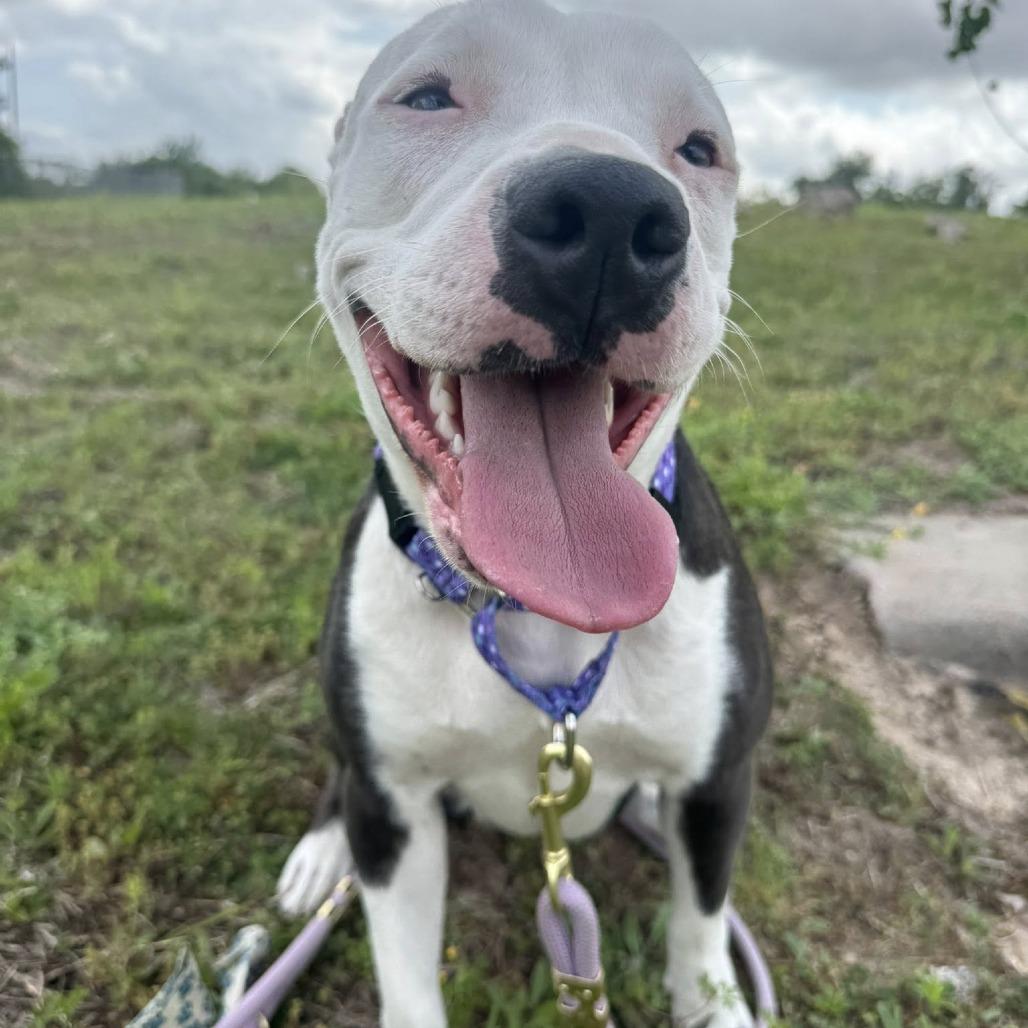 Lexi, Adoptable, Young Female American Staffordshire Terrier.