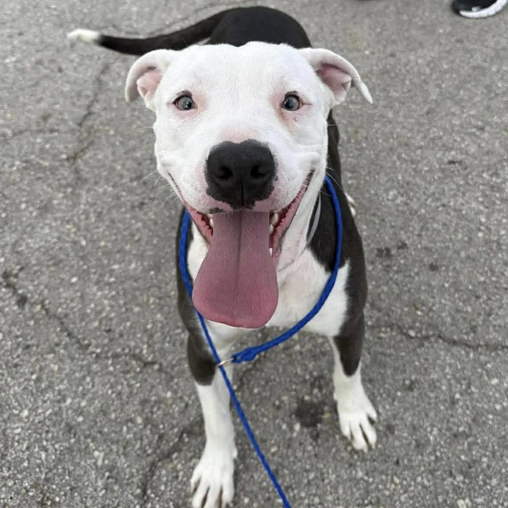 Enlarge Lexi, a Adoptable American Staffordshire Terrier in Pittsburgh, PA image 2/6