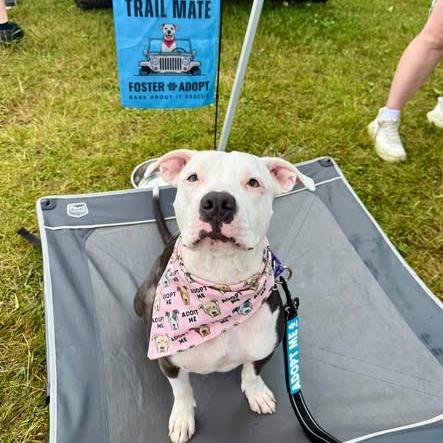 Enlarge Lexi, a Adoptable American Staffordshire Terrier in Pittsburgh, PA image 3/6
