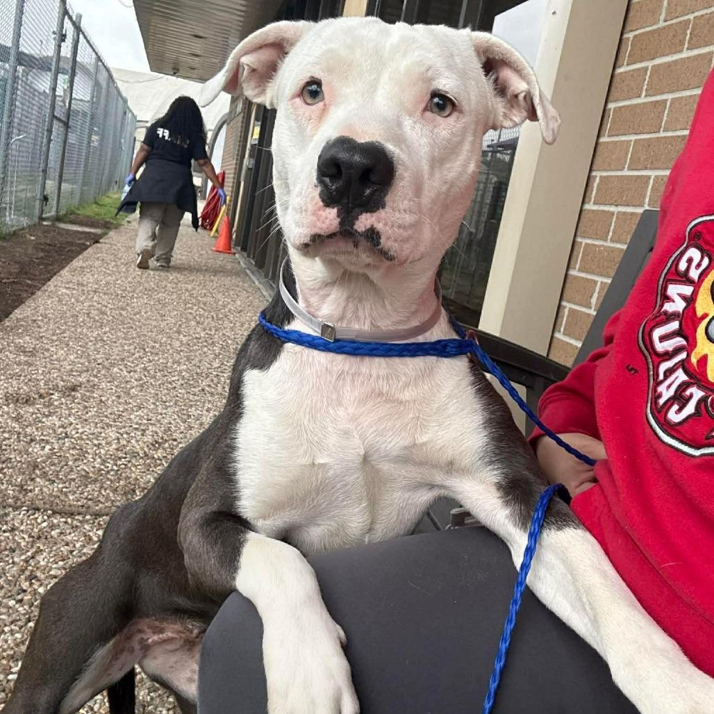 Enlarge Lexi, a Adoptable American Staffordshire Terrier in Pittsburgh, PA image 5/6