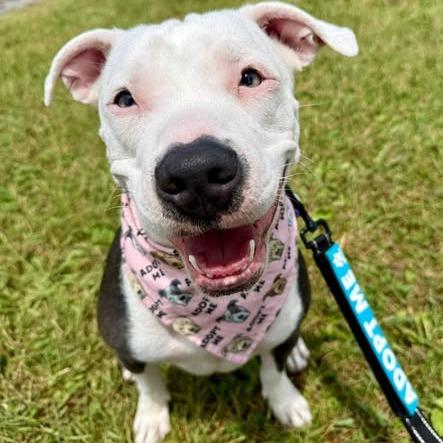 Enlarge Lexi, a Adoptable American Staffordshire Terrier in Pittsburgh, PA image 6/6