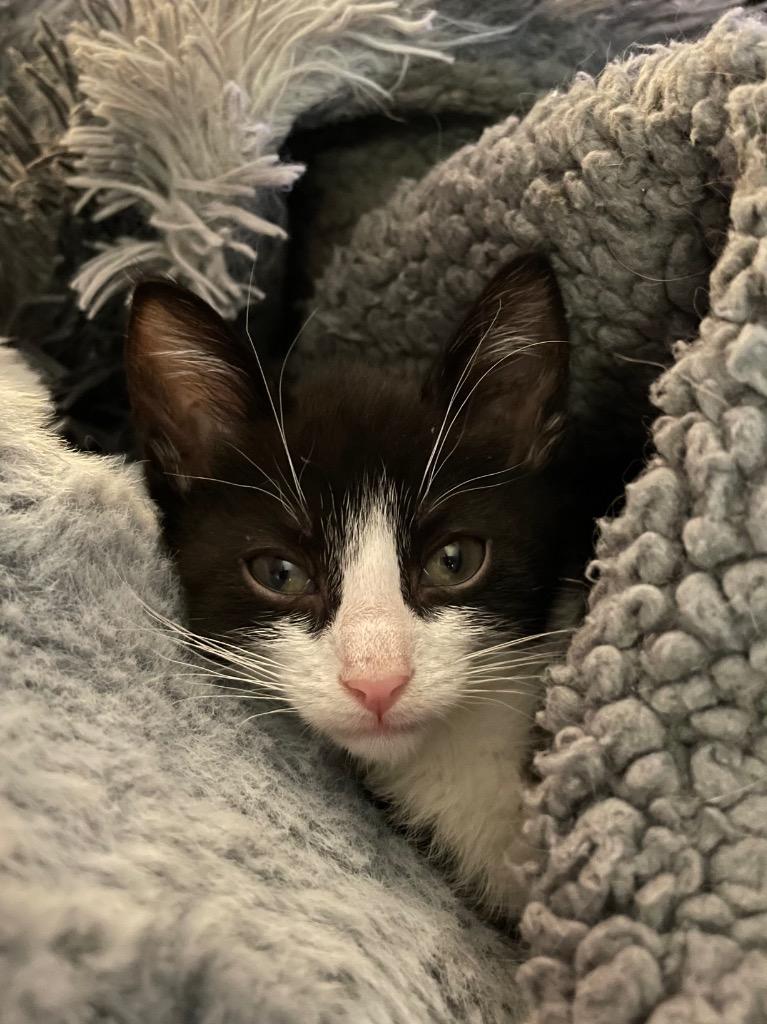 Versace, Adoptable, Kitten Male Domestic Short Hair.