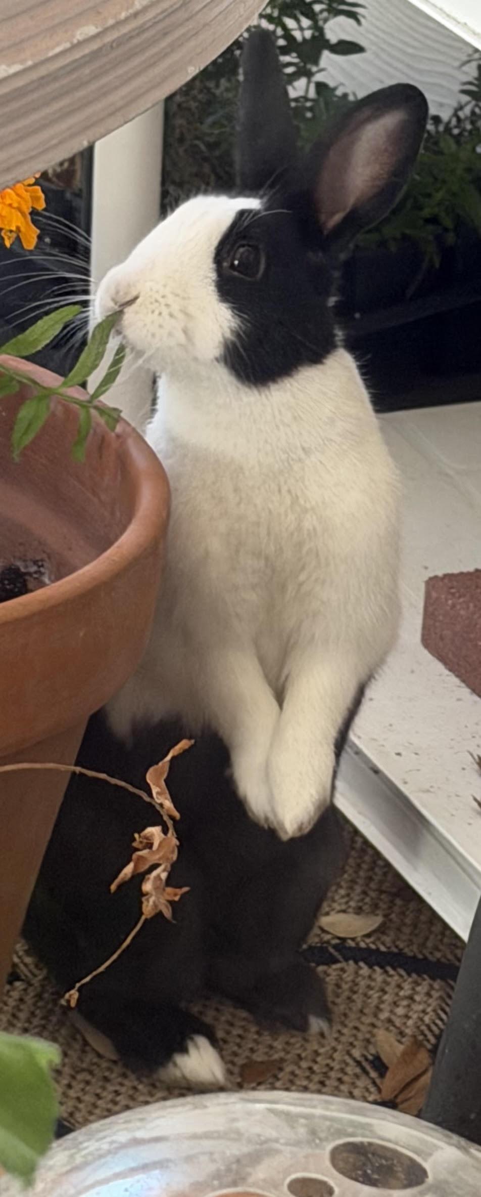 Nova, a ADOPTABLE Dutch in San Antonio, TX image 2/6