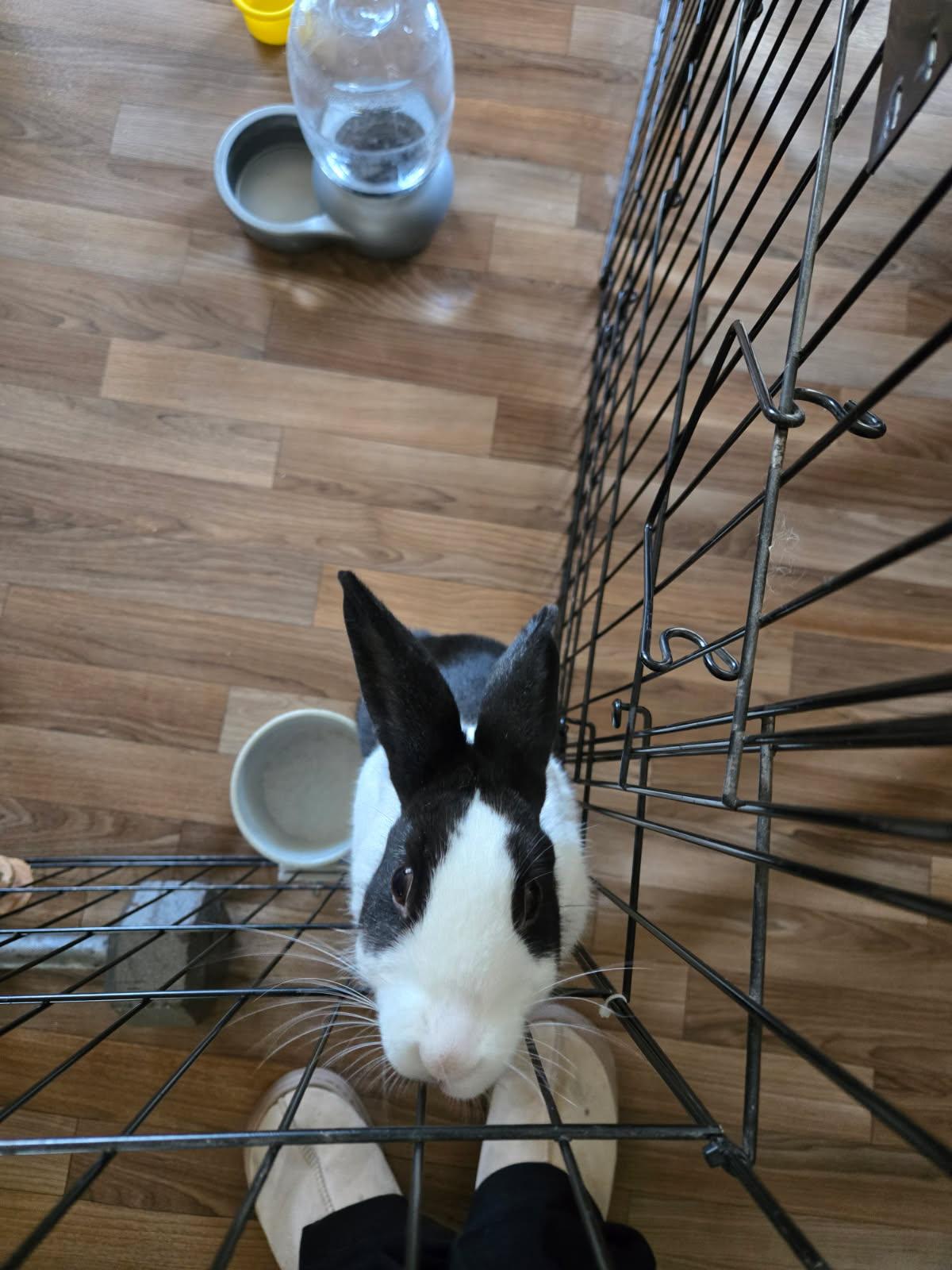 Enlarge Nova, a ADOPTABLE Dutch in San Antonio, TX image 3/6