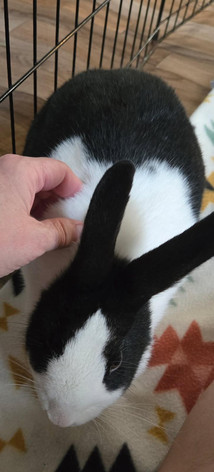 Enlarge Nova, a ADOPTABLE Dutch in San Antonio, TX image 5/6