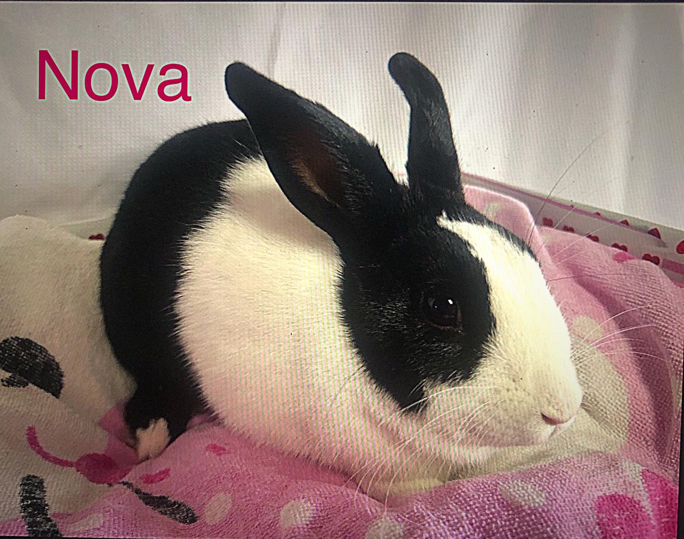 Nova, a ADOPTABLE Dutch in San Antonio, TX image 1/3