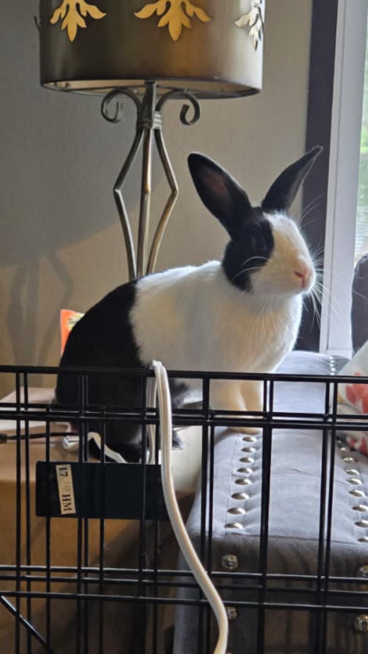 Nova, ADOPTABLE, Adult Female Dutch.