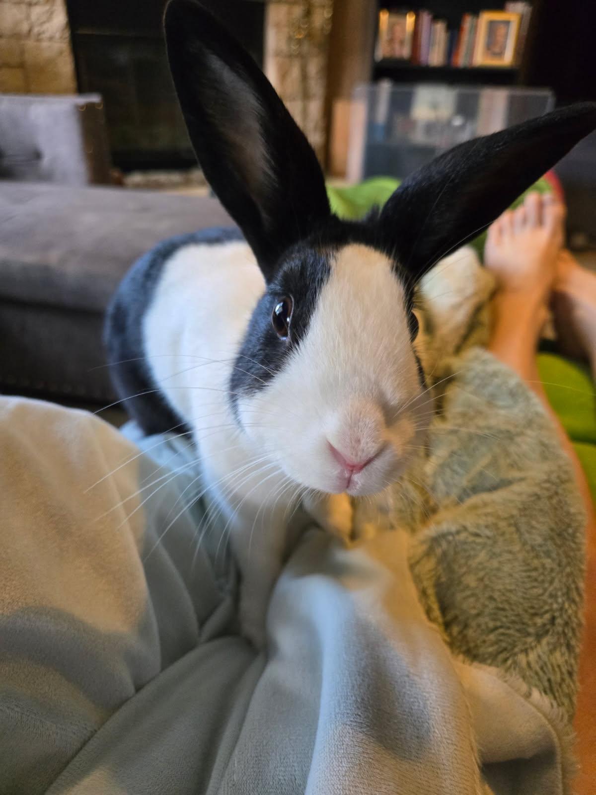 Enlarge Nova, a ADOPTABLE Dutch in San Antonio, TX image 2/6