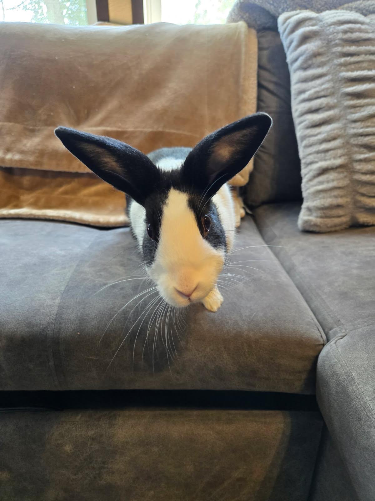 Nova, ADOPTABLE, Adult Female Dutch.