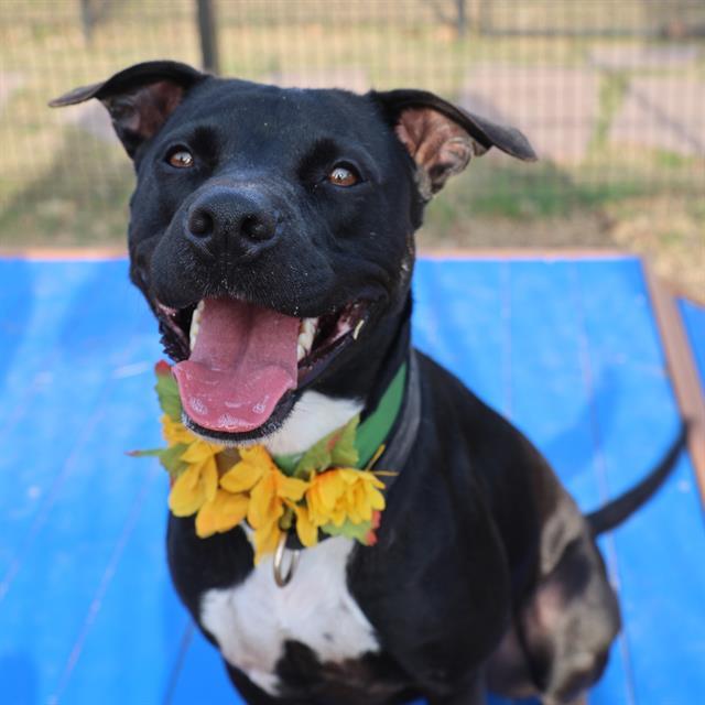 Enlarge FLOWER, a Adoptable mixed breed in San Antonio, TX image 1/1