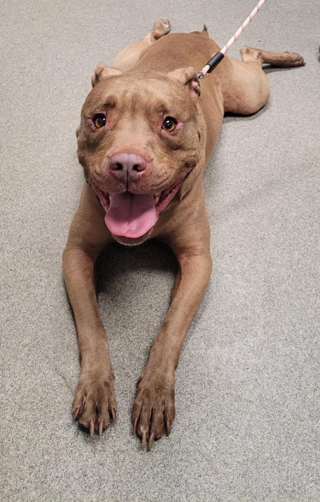 Tyson/Jefferson, Adoptable, Senior Male Pit Bull Terrier.