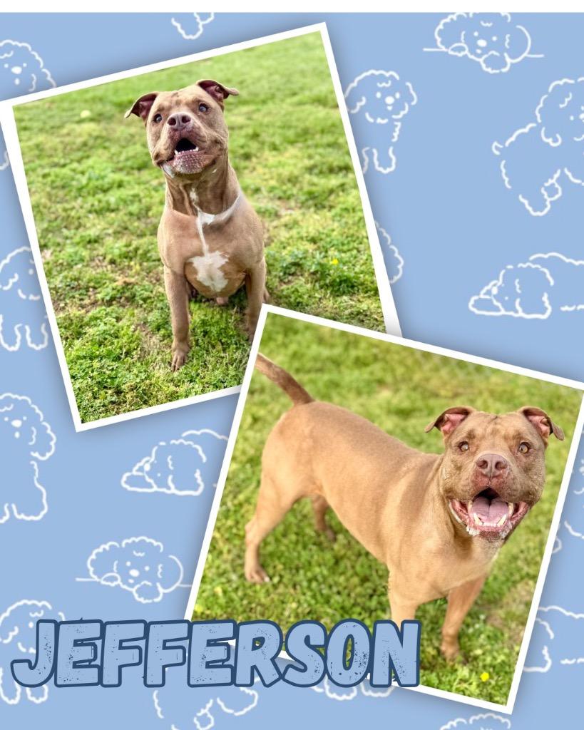 Enlarge Tyson/Jefferson, a Adoptable Pit Bull Terrier in Hopkinsville, KY image 2/3