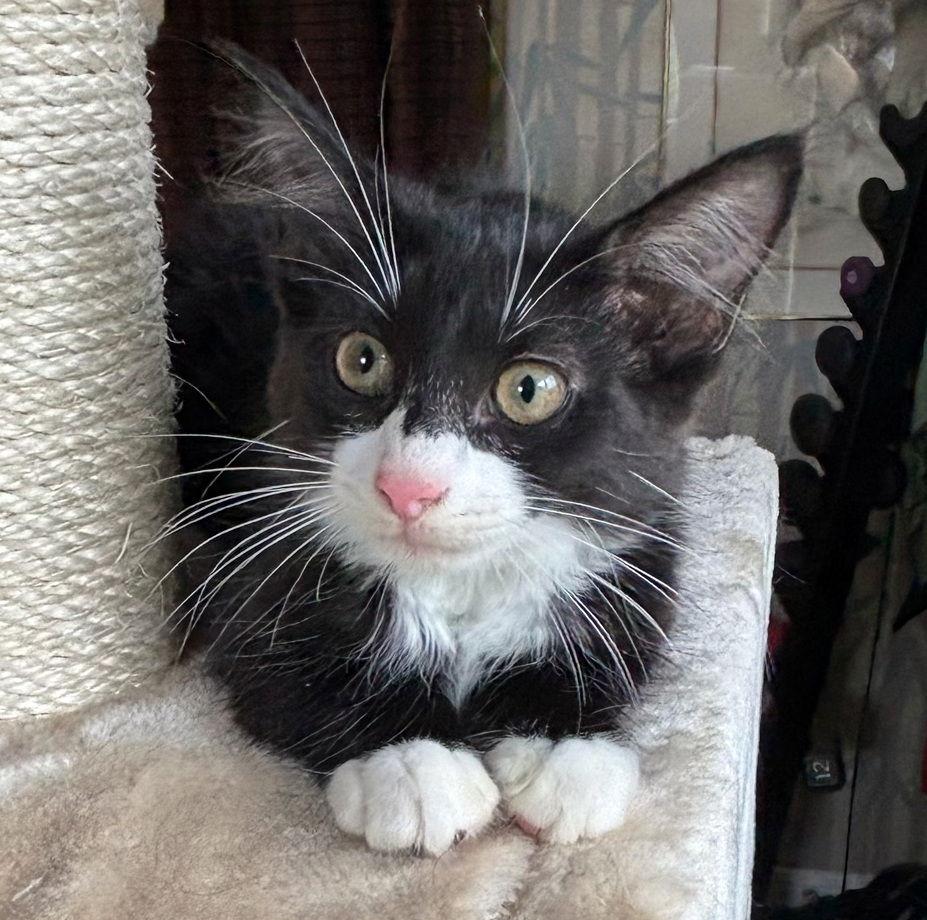 Bell, Adoptable, Kitten Female Tuxedo & Domestic Short Hair.