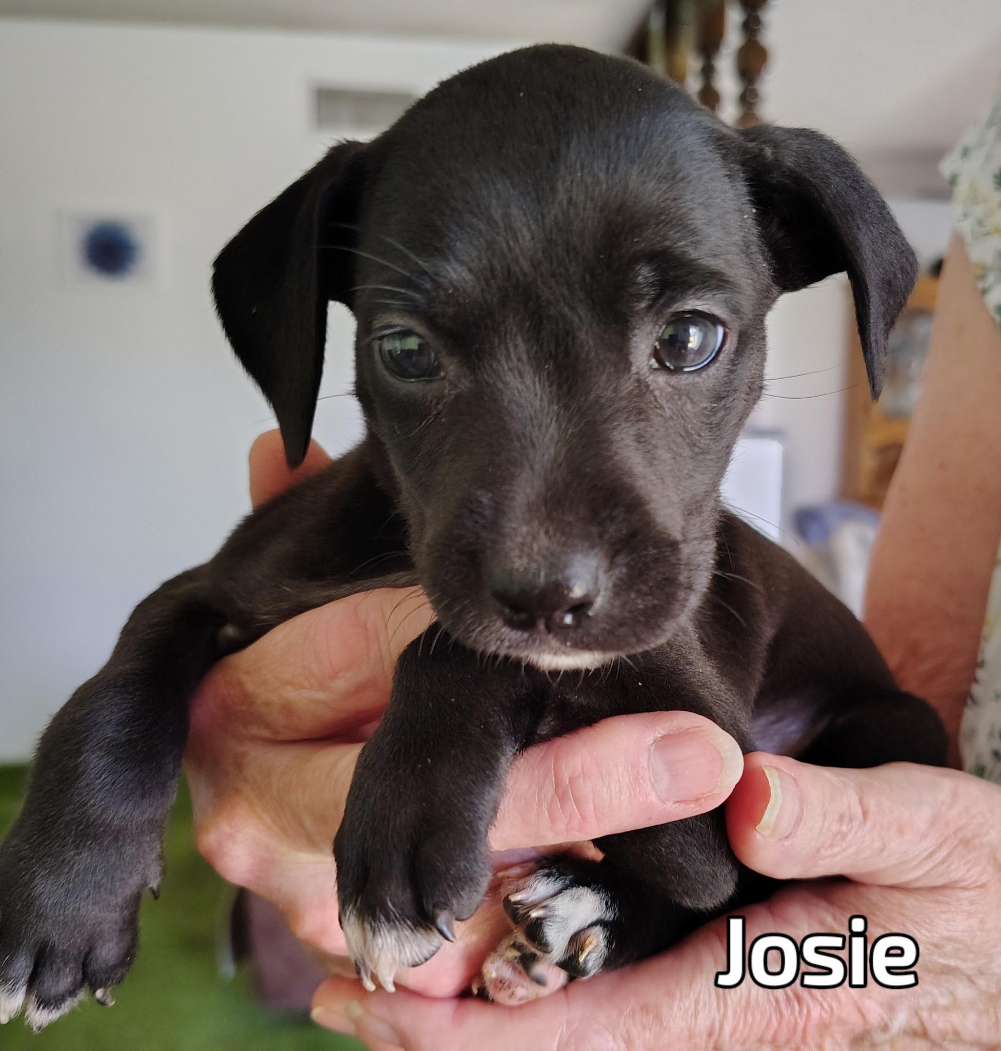 Josie, Baby Female Labrador Retriever
