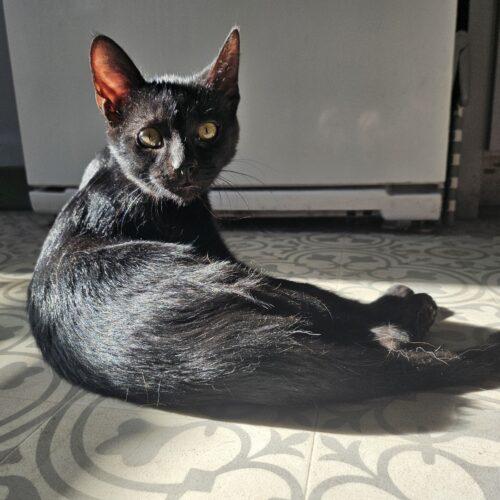 Jasper, Adoptable, Young Male Domestic Short Hair.