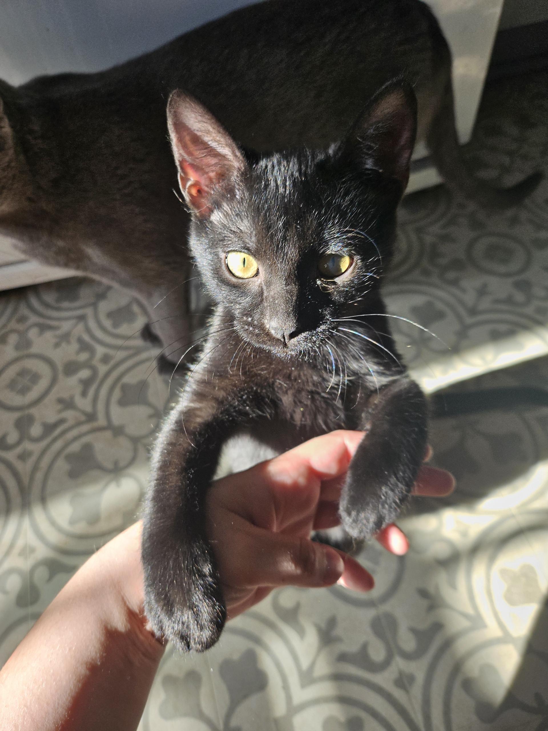 Enlarge Jasper, a Adoptable Domestic Short Hair in Kenosha, WI image 2/5