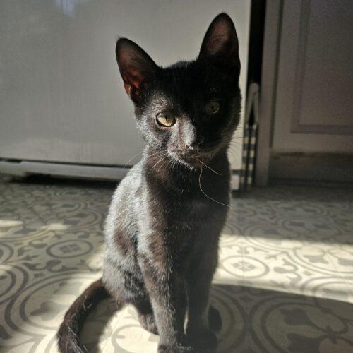 Enlarge Jasper, a Adoptable Domestic Short Hair in Kenosha, WI image 3/5