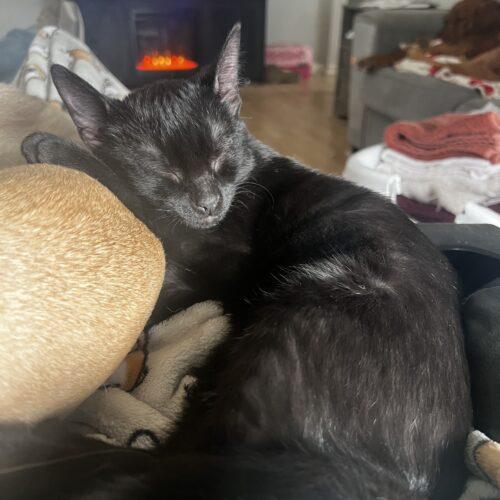 Enlarge Jasper, a Adoptable Domestic Short Hair in Kenosha, WI image 4/5