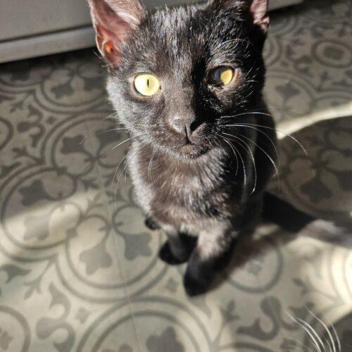 Enlarge Jasper, a Adoptable Domestic Short Hair in Kenosha, WI image 5/5