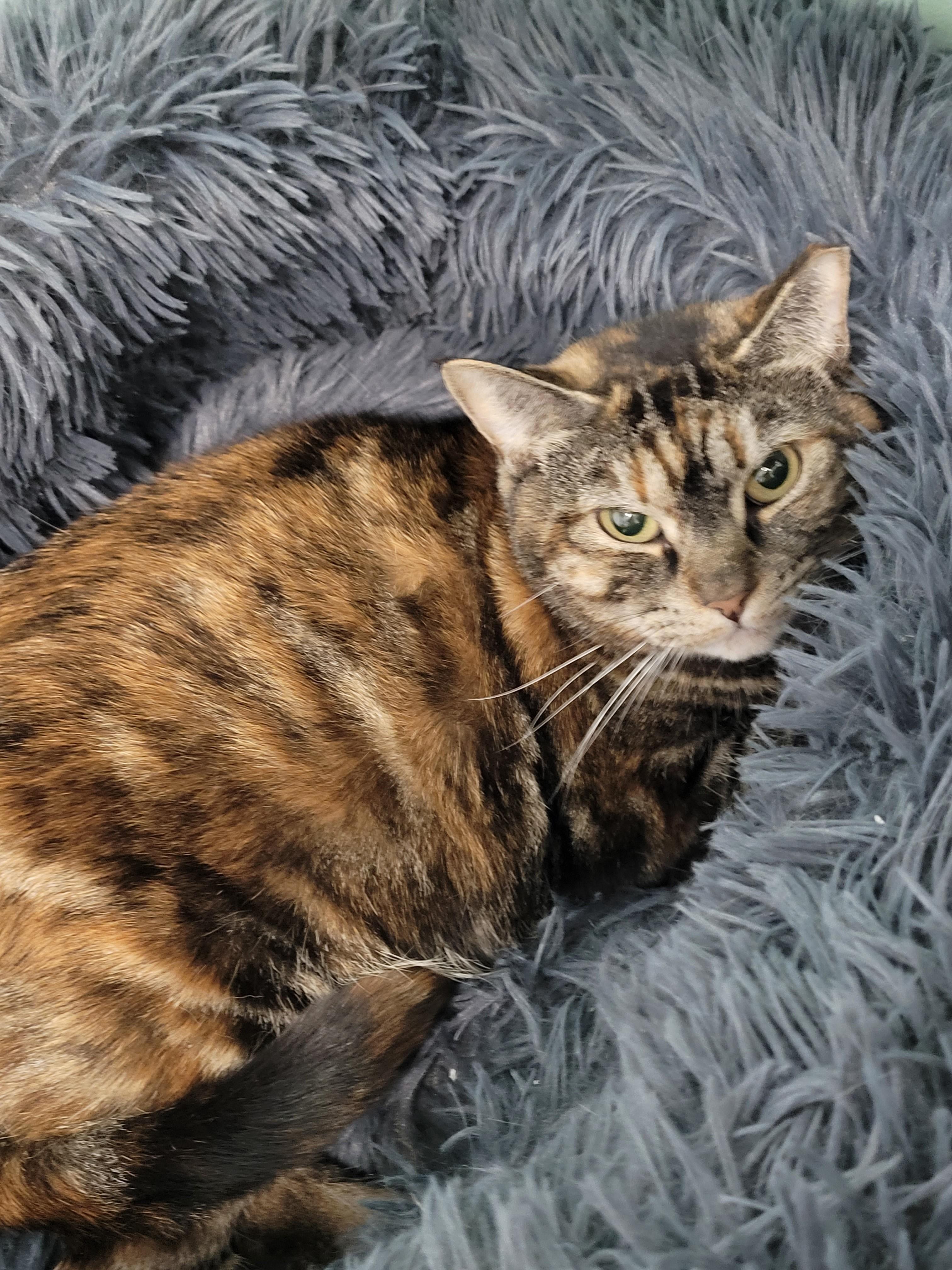 Enlarge Cinderella, an adopted Domestic Short Hair in North Attleboro, MA image 2/3