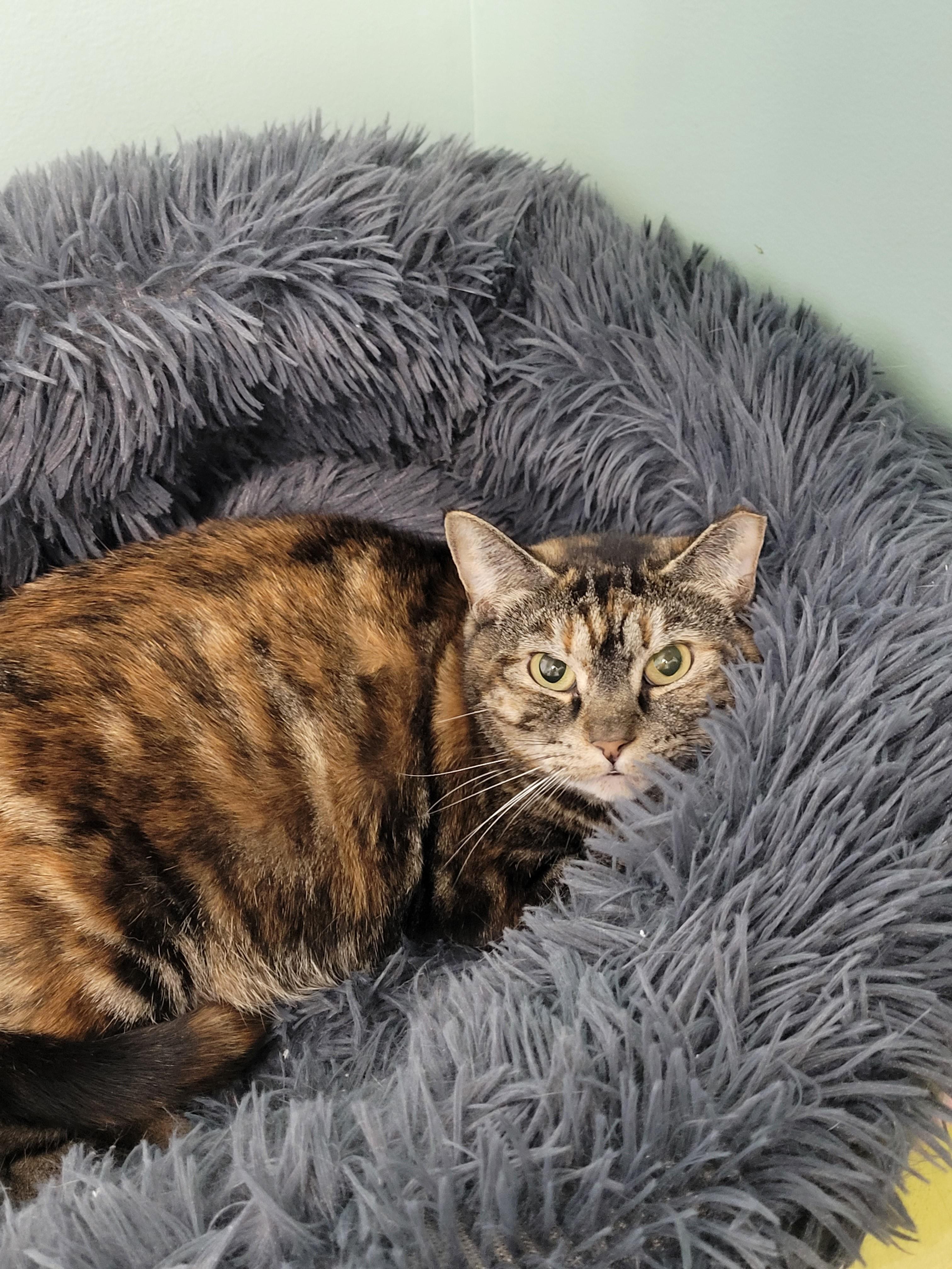 Enlarge Cinderella, an adopted Domestic Short Hair in North Attleboro, MA image 1/3