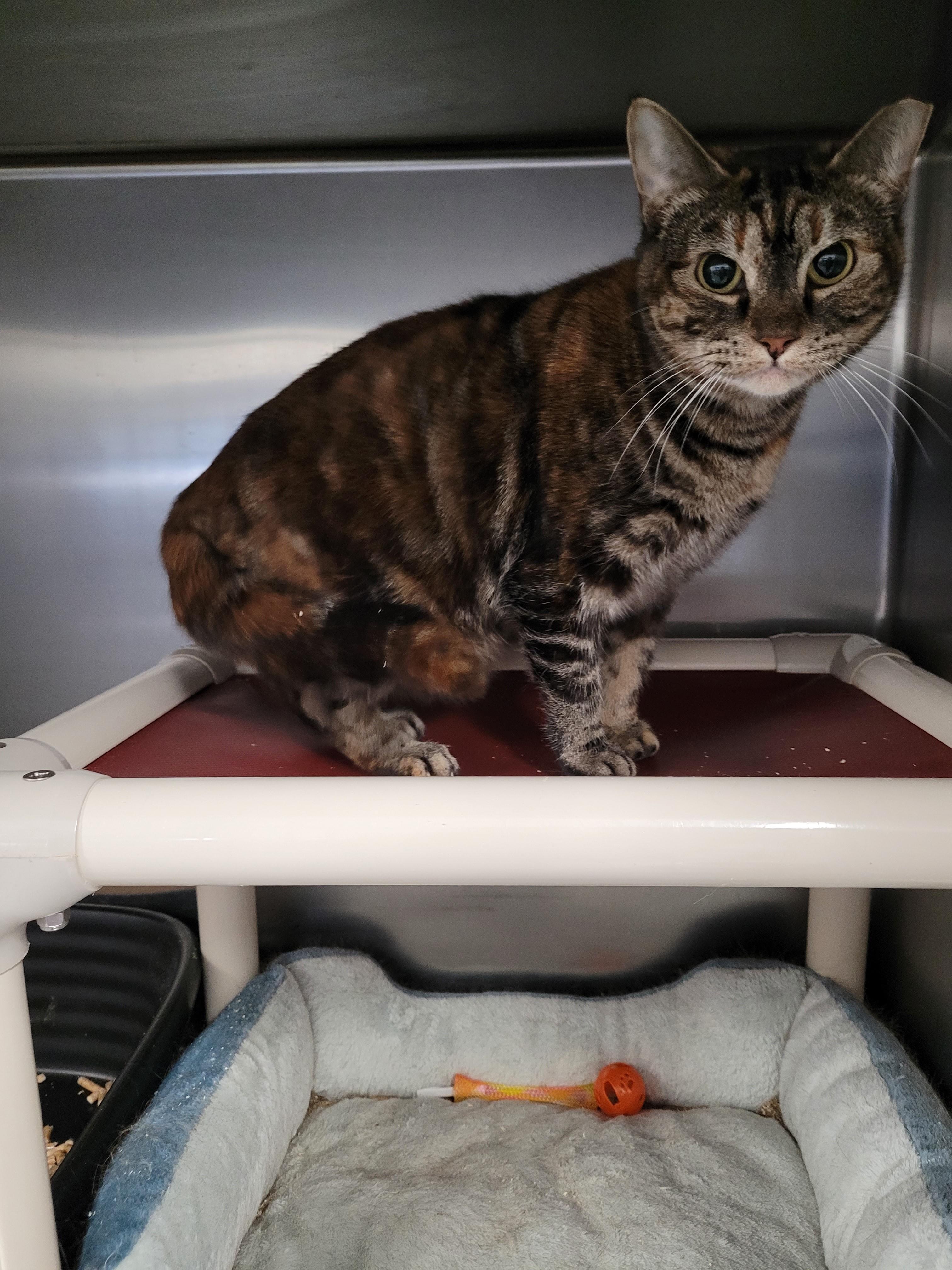 Enlarge Cinderella, an adopted Domestic Short Hair in North Attleboro, MA image 3/3