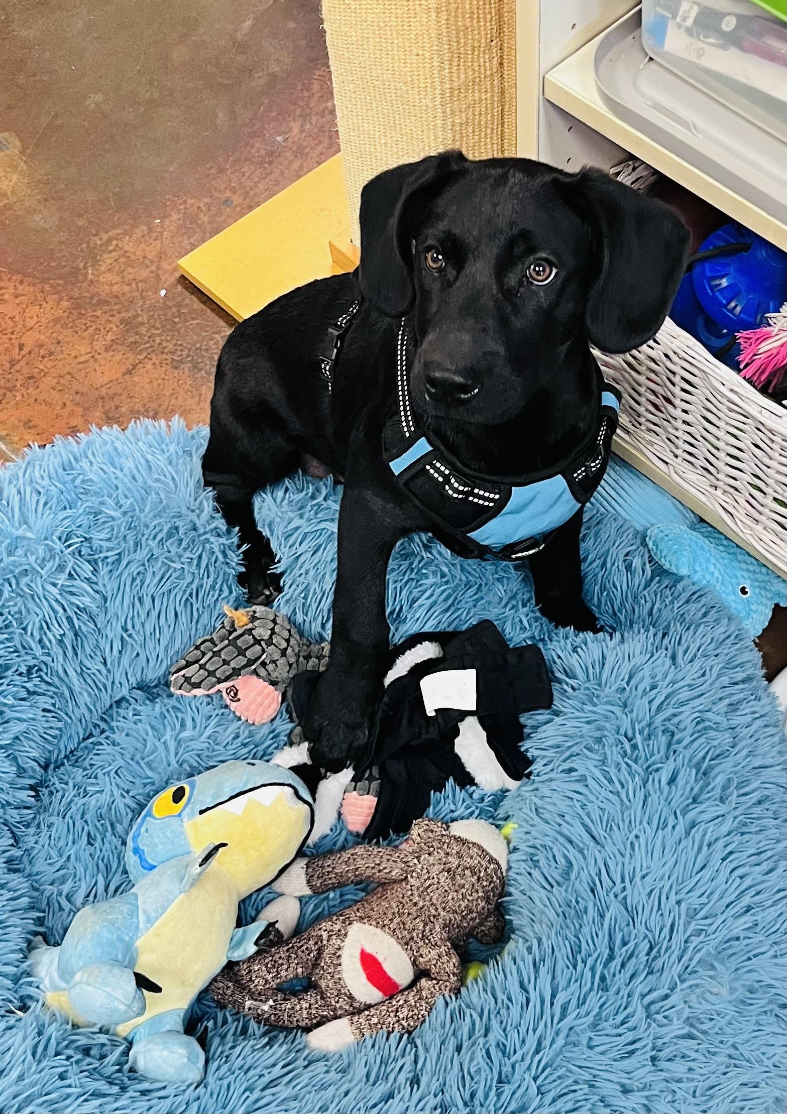 Raven , ADOPTABLE, Puppy Female Black Labrador Retriever.
