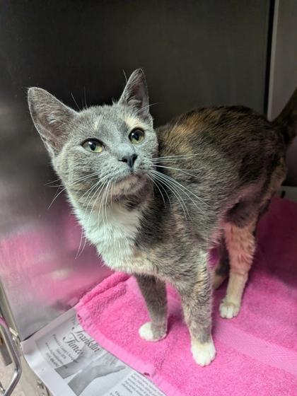 Gemma, Adoptable, Young Female Domestic Short Hair & Domestic Short Hair.