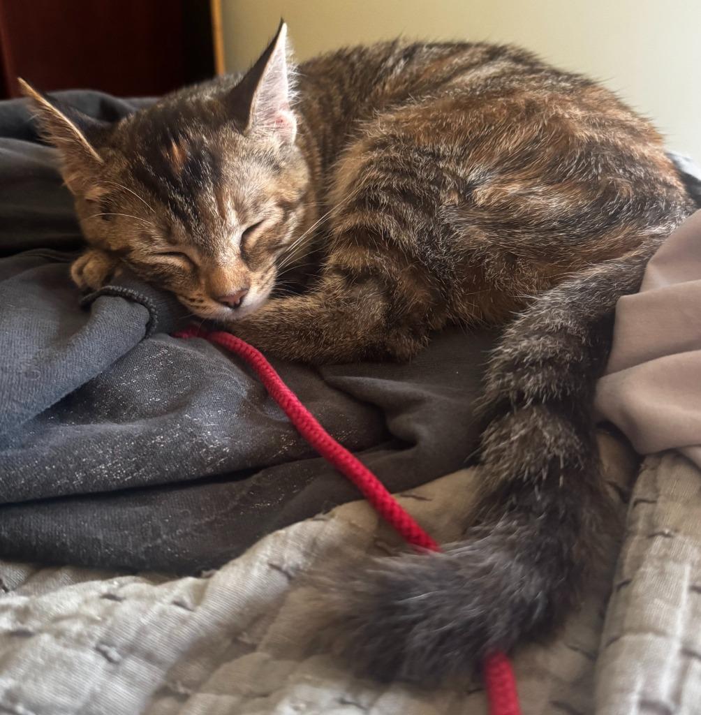 Bitsy, Adoptable, Young Female Domestic Short Hair.