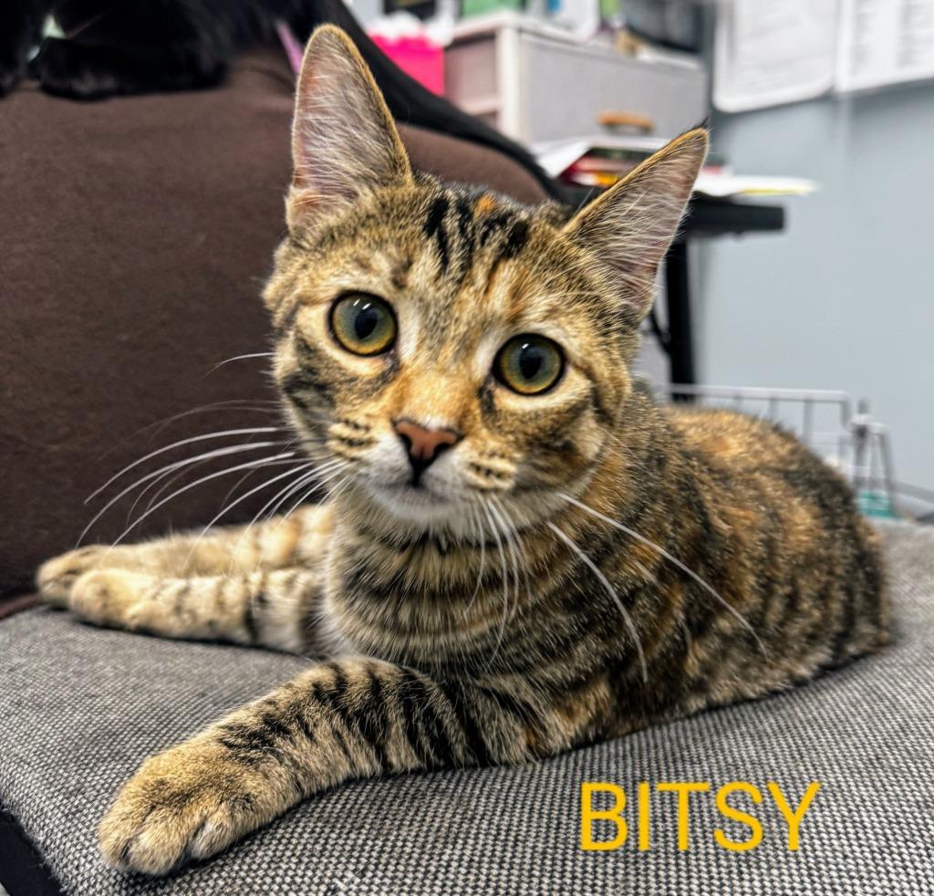 Enlarge Bitsy, a Adoptable mixed breed in Rome, GA image 2/2