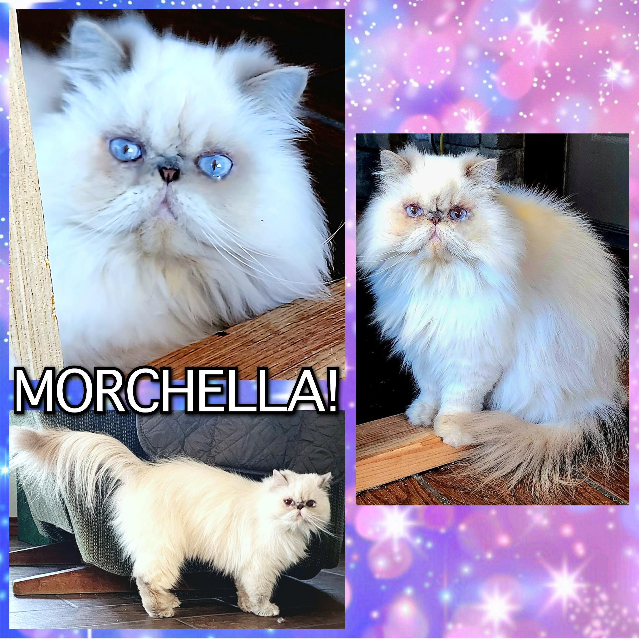 Morchella