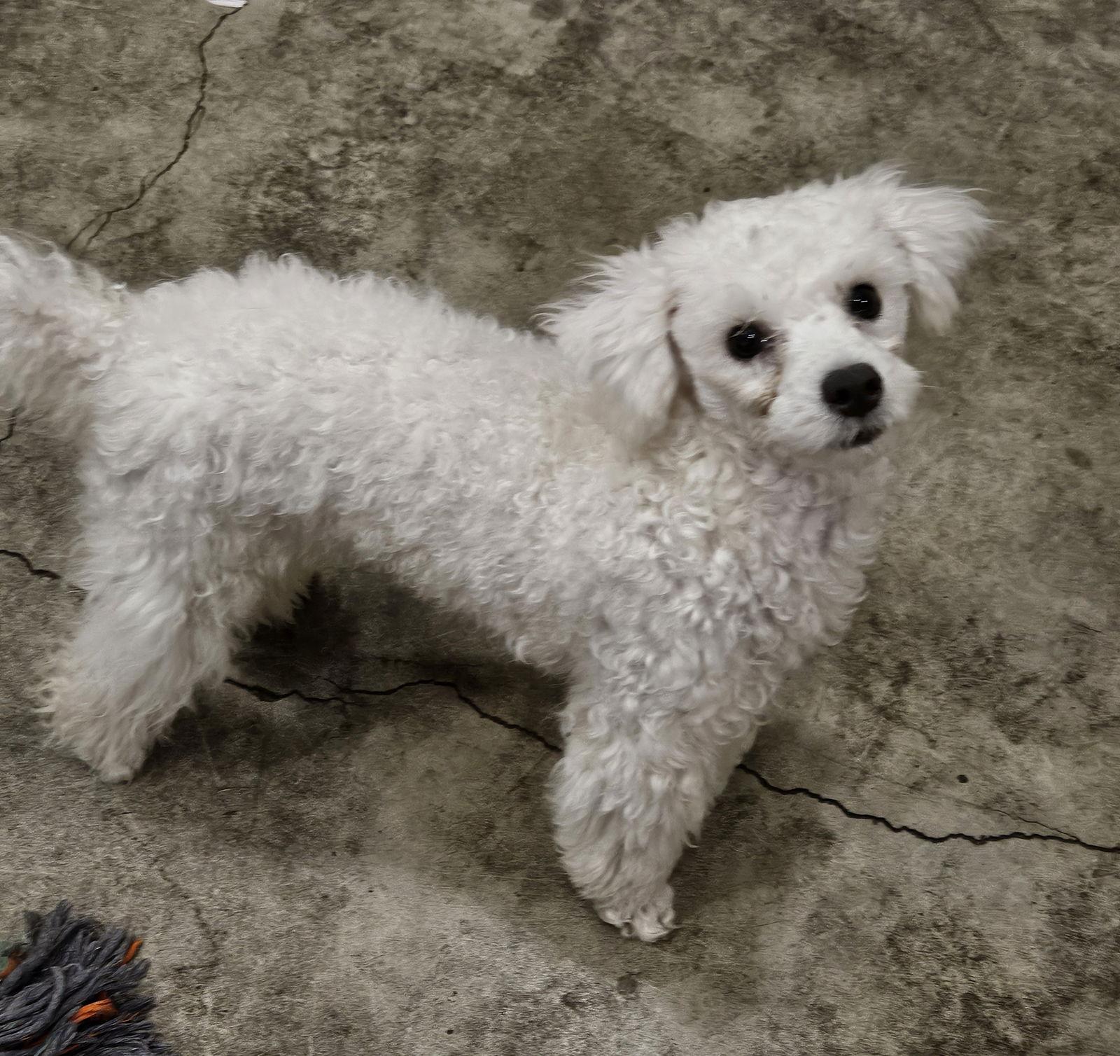 WOOKYUNG, Adopted, Puppy Male Bichon Frise & Poodle.