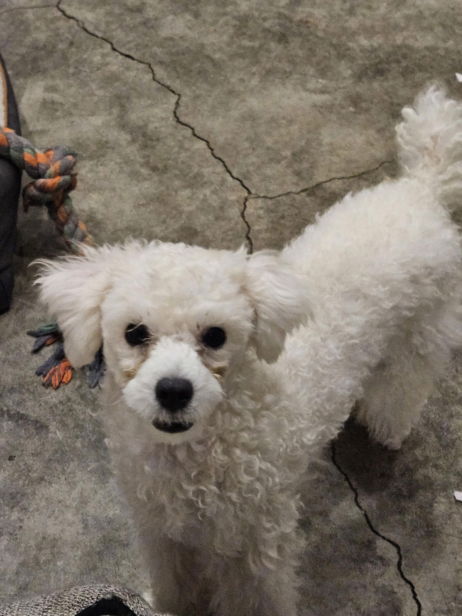 Enlarge WOOKYUNG, a Adopted mixed breed in Agoura Hills, CA image 2/3