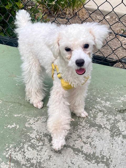 Enlarge WOOKYUNG, a Adopted mixed breed in Agoura Hills, CA image 3/3