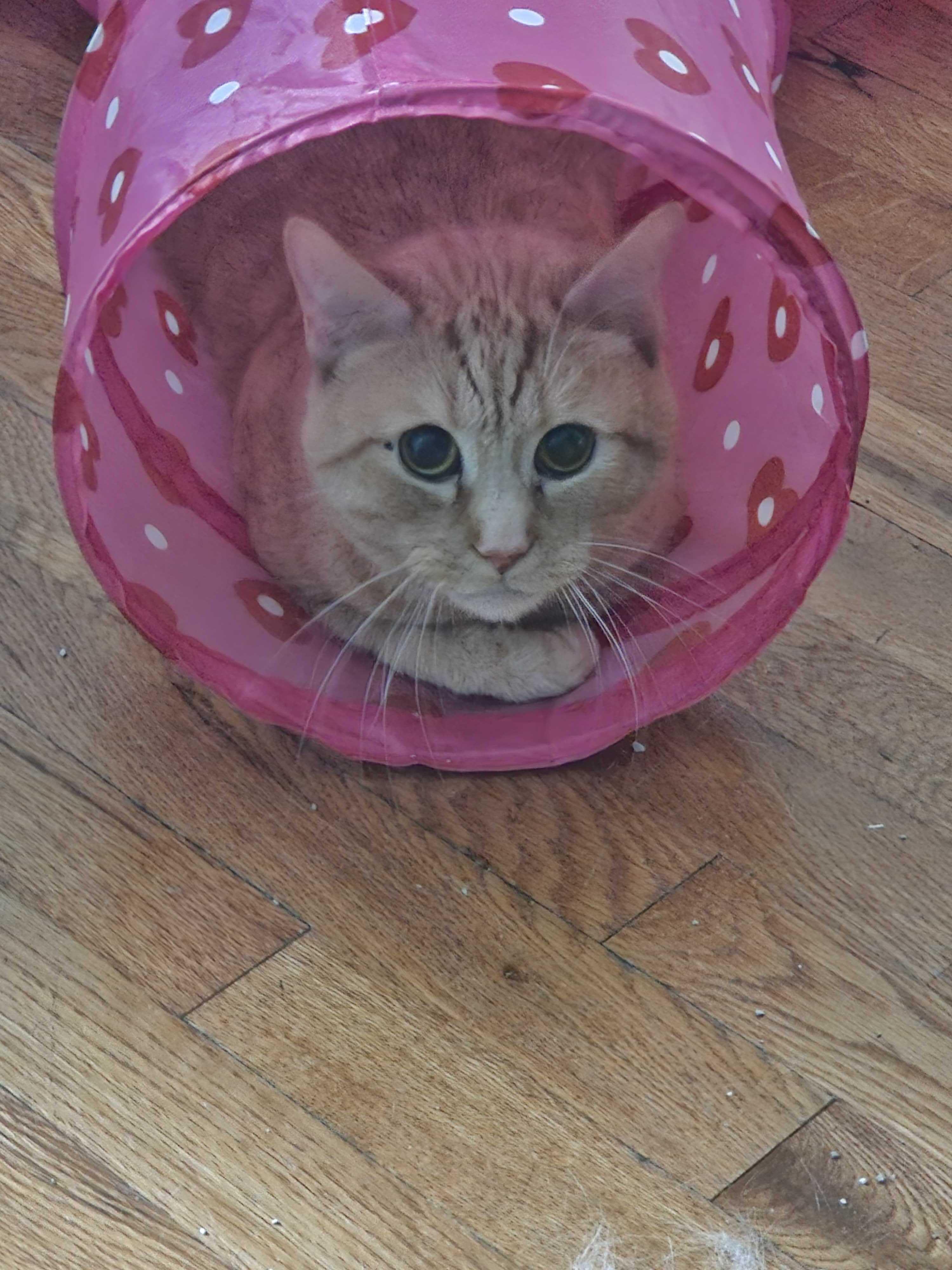 Scotty, Adoptable, Adult Male Domestic Short Hair.