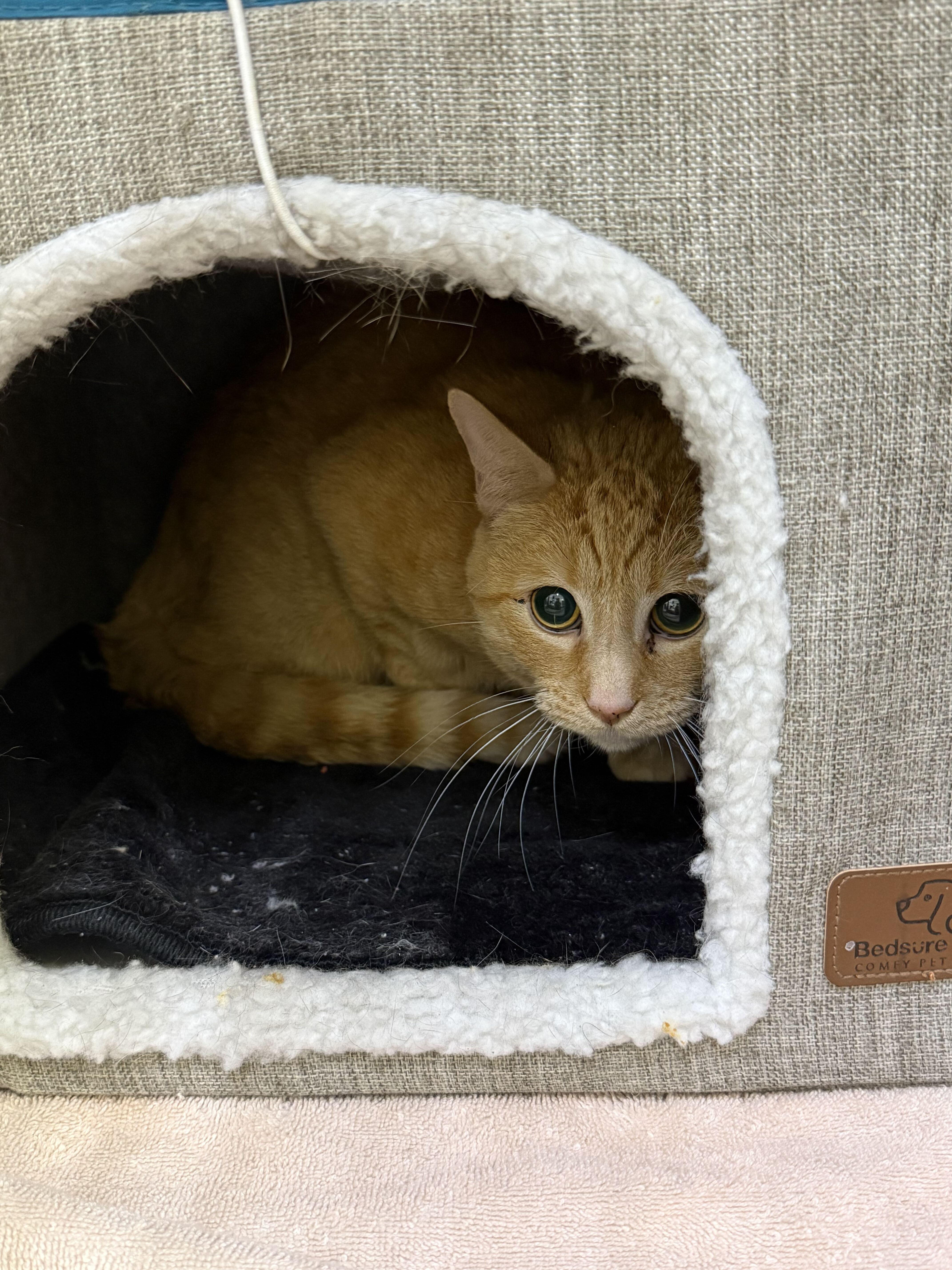 Scotty, a Adoptable Domestic Short Hair in Waltham, MA image 2/2