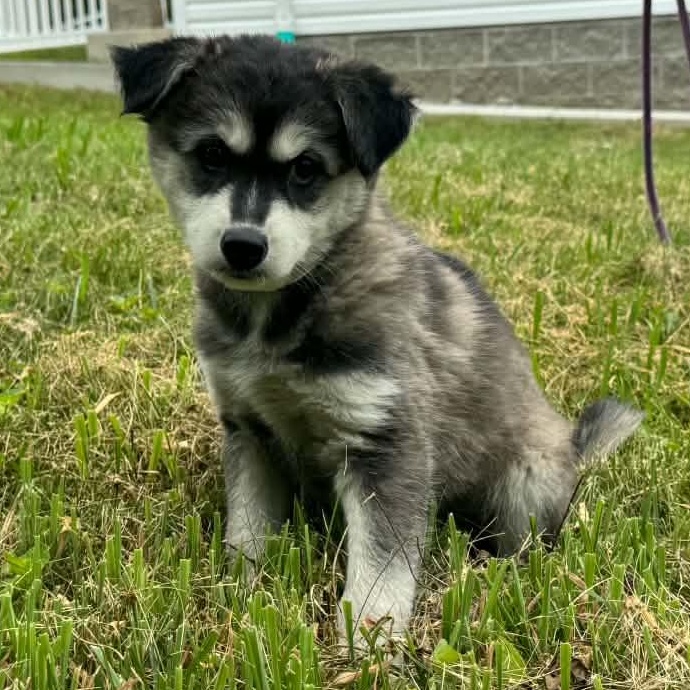 Enlarge Jeanne, an adopted mixed breed in Latrobe, PA image 2/2