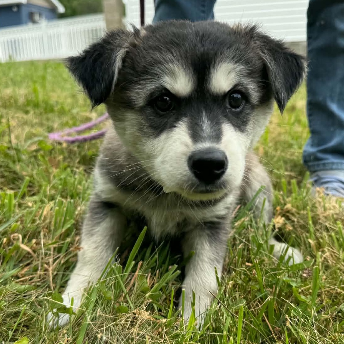 Jeanne, adopted, Puppy Female Labrador Retriever & Husky.