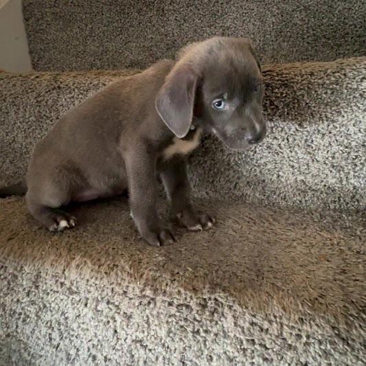 Ashley, Adoptable, Puppy Female Labrador Retriever.