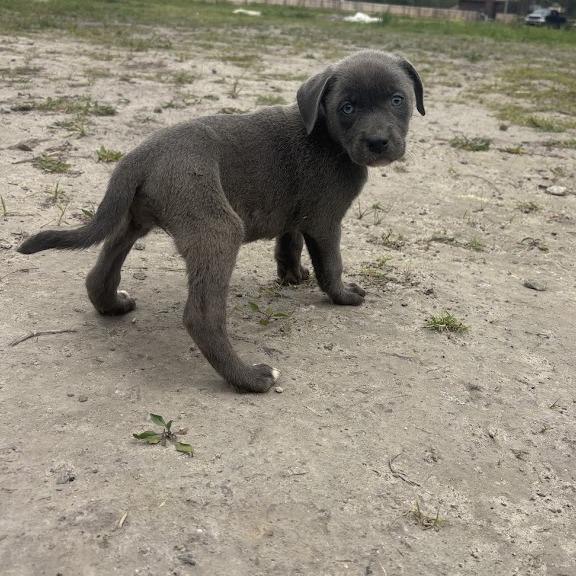 Ashley, Adoptable, Puppy Female Labrador Retriever.