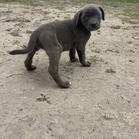 Enlarge Ashley, a Adoptable mixed breed in North Charleston, SC image 2/2