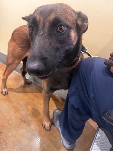 Ramona - Located in TN, Adoptable, Young Female Belgian Shepherd / Malinois.